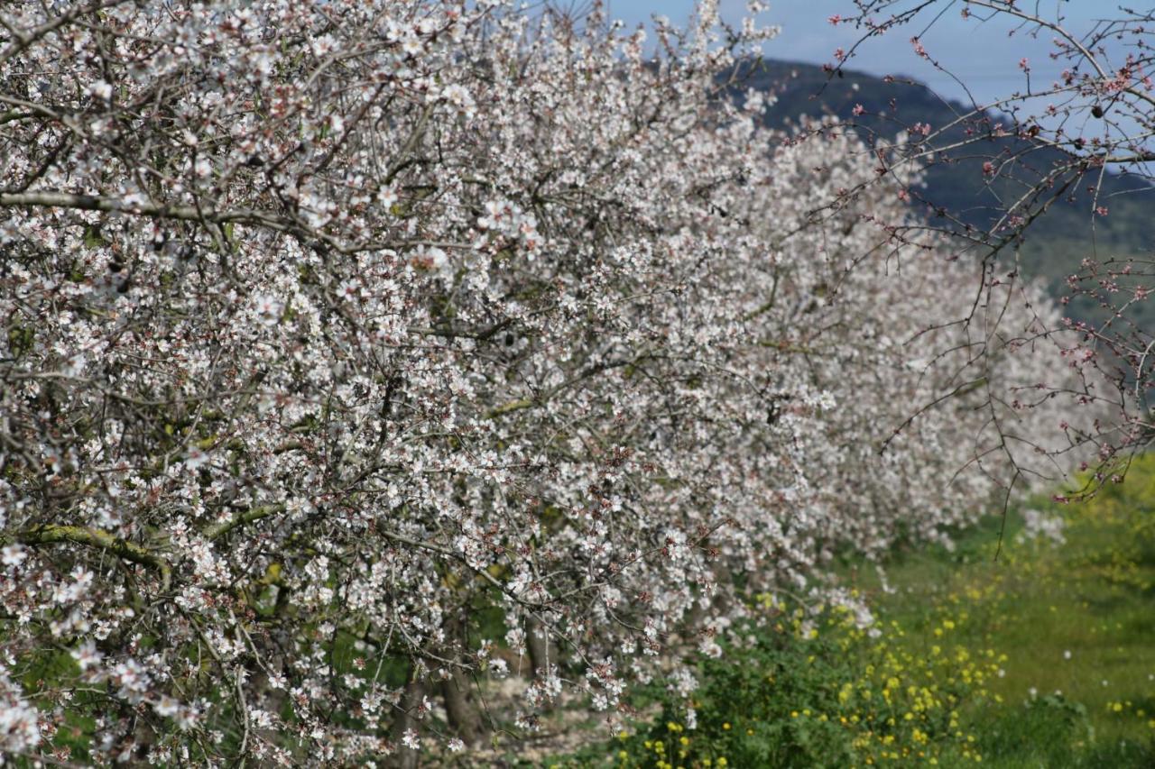 155 Finca Son Rossignol By Mallorca Charme Sineu  Exterior photo